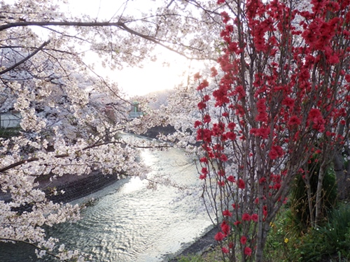 sakura_river1s.jpg